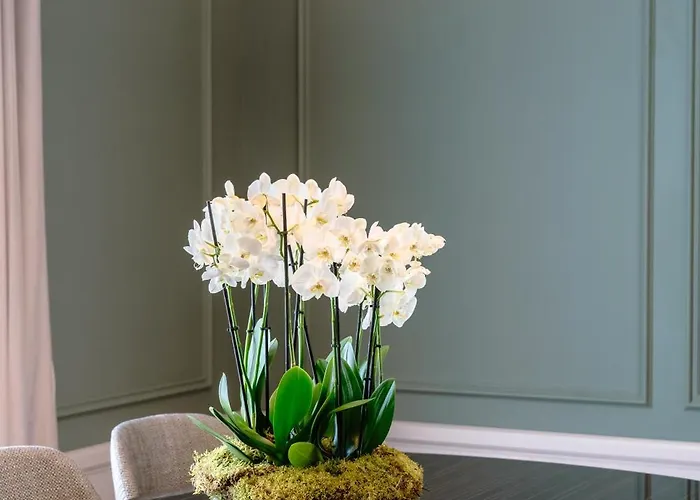 Maison Albar - Amoure - The Leading Of The World 布拉加